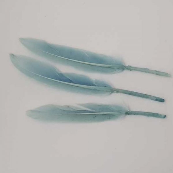 3 Plumes 15 cm N&deg;01 Bleu