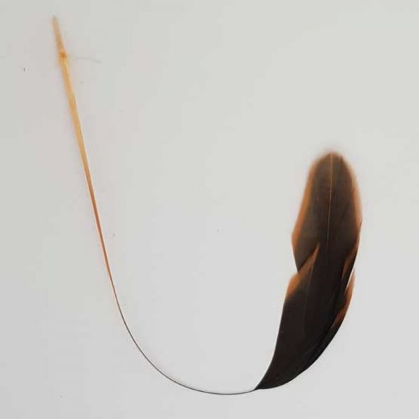 Plume 16 cm N&deg;07 Orange